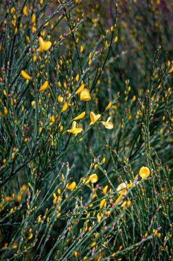 Genç sarı süpürge çiçekleri ve tomurcukları. İlkbahar belirtileri. Cytisus scoparius bitkisi.