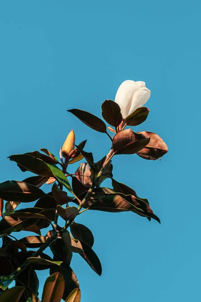 Vit Magnolia Grandiflora Alta Blomma Mot Klarblå Himmel — Stockfoto