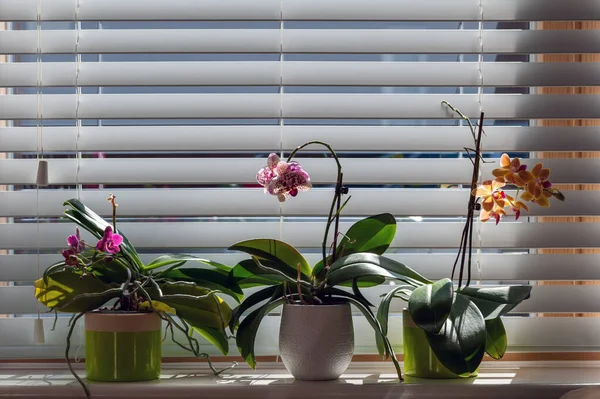 Venedik panjurlarına karşı cam korkuluklarındaki saksılarda orkideler. Evde saksı bitkisi var. Phalaenopsis. Orchidaceae.