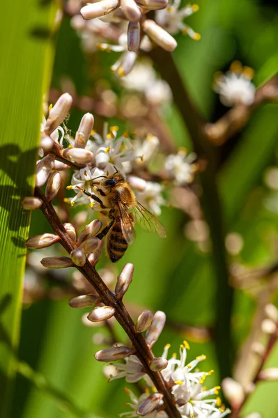 Селективное Фото Коричневой Пчелы Опыляющей Белых Цветах Cordyline Australis Цветы — стоковое фото