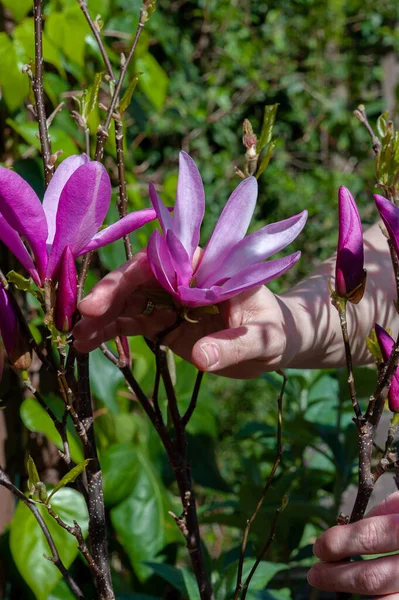 Kadın nazikçe Kara Lily Magnolia çiçeklerine dokunuyor. Magnolia Liliiflora.