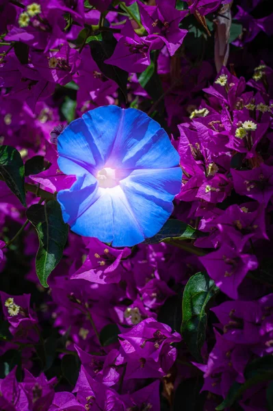 Ανατριχιαστικό Άνθος Αμπέλου Morning Glory Ιππομόια Πορφυρέα — Φωτογραφία Αρχείου