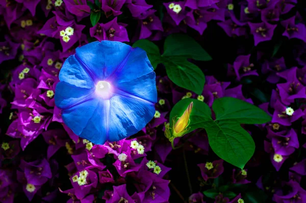 Ανατριχιαστικό Λουλούδι Αμπέλου Morning Glory Άνθιση Και Ένα Νεαρό Μπουμπούκι — Φωτογραφία Αρχείου