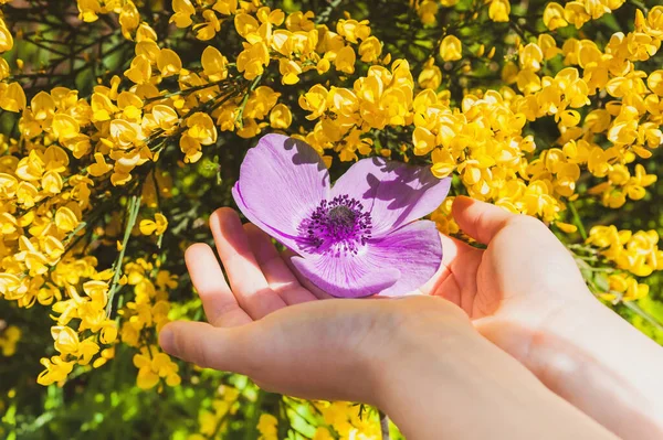 Genç bir çift el, çiçek açmış mor bir gelinciği nazikçe tutuyor. Sarı süpürge çiçeklerinin yanındaki çiçeğin yakın plan fotoğrafı. - Cytisus bahar çiçekleri..
