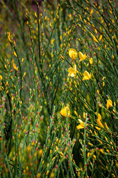 Junge Gelbe Ginsterblüten Und Knospen Zeichen Des Frühlings Cytisus Scoparius — Stockfoto