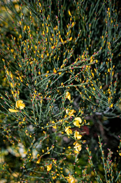 Flores Brotes Escoba Amarilla Joven Signos Primavera Cytisus Scoparius Planta — Foto de Stock
