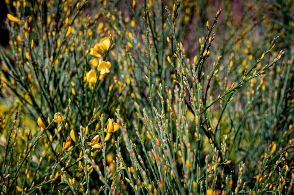 Young Yellow Broom Flowers Buds Signs Spring Cytisus Scoparius Plant — Stock Photo, Image