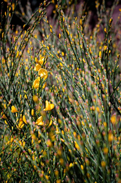 Young Yellow Broom Flowers Buds Signs Spring Cytisus Scoparius Plant — Stock Photo, Image