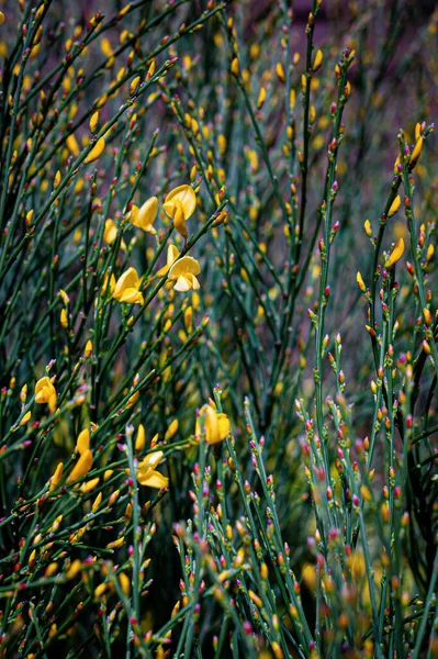 Junge Gelbe Ginsterblüten Und Knospen Zeichen Des Frühlings Cytisus Scoparius — Stockfoto