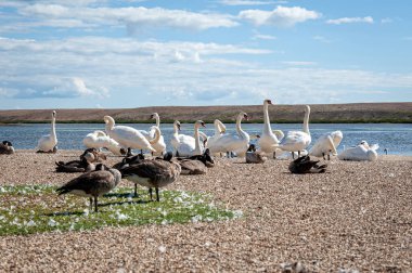 Büyük bir dilsiz kuğu sürüsü göl kenarında toplanıyor. Kuğu rengi.