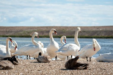 Büyük bir dilsiz kuğu sürüsü göl kenarında toplanıyor. Kuğu rengi.
