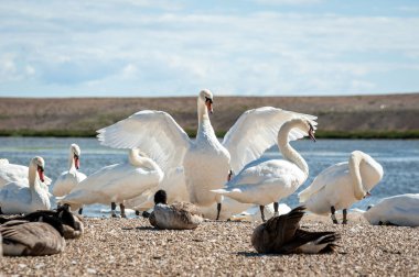 Arka planda bir kuğu kanatlarını açıyor. Büyük bir dilsiz kuğu sürüsü gölde toplanıyor. Kuğu rengi.