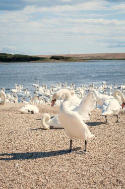 Kuğu tüyü tüy döker ve altı hafta boyunca uçamaz. Dilsiz kuğu sürüsü gölde toplanıyor. Kuğu rengi.