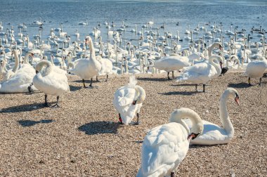 Büyük bir dilsiz kuğu sürüsü göl kenarında toplanıyor. Kuğu rengi.