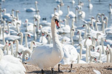 Büyük bir dilsiz kuğu sürüsü göl kenarında toplanıyor. Kuğu rengi.