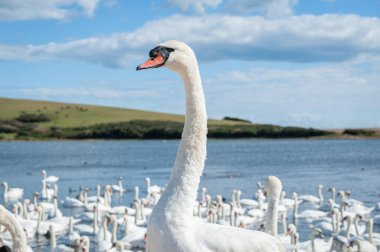 Arka planda bir kuğu kanatlarını açıyor. Büyük bir dilsiz kuğu sürüsü gölde toplanıyor. Kuğu rengi.