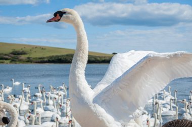 Arka planda bir kuğu kanatlarını açıyor. Büyük bir dilsiz kuğu sürüsü gölde toplanıyor. Kuğu rengi.