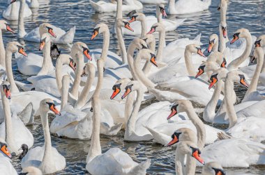 Dilsiz kuğu sürüsü gölde toplanıyor. Güzel ve şaşırtıcı bir manzara yaratıyor. Kuğu rengi.