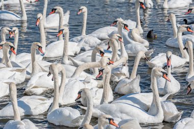 Dilsiz kuğu sürüsü gölde toplanıyor. Güzel ve şaşırtıcı bir manzara yaratıyor. Kuğu rengi.