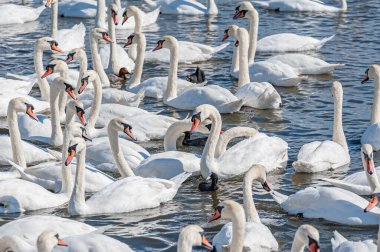 Dilsiz kuğu sürüsü gölde toplanıyor. Güzel ve şaşırtıcı bir manzara yaratıyor. Kuğu rengi.
