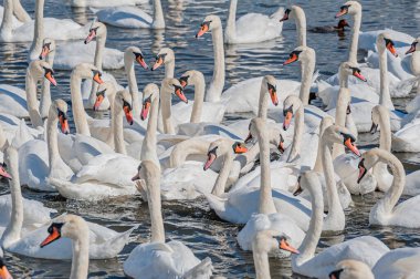 Dilsiz kuğu sürüsü gölde toplanıyor. Güzel ve şaşırtıcı bir manzara yaratıyor. Kuğu rengi.