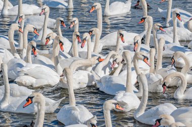 Dilsiz kuğu sürüsü gölde toplanıyor. Güzel ve şaşırtıcı bir manzara yaratıyor. Kuğu rengi.