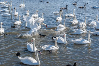 Kuğular arasında kavga ve kovalamaca. Dilsiz kuğu sürüsü gölde toplanıyor. Kuğu rengi.