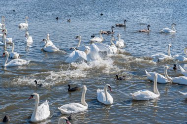Kuğular arasında kavga ve kovalamaca. Dilsiz kuğu sürüsü gölde toplanıyor. Kuğu rengi.