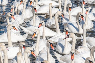 Dilsiz kuğu sürüsü gölde toplanıyor. Güzel ve şaşırtıcı bir manzara yaratıyor. Kuğu rengi.