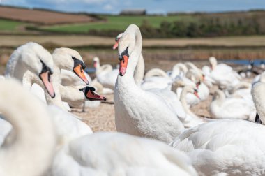 Büyük bir dilsiz kuğu sürüsü göl kenarında toplanıyor. Kuğu rengi.