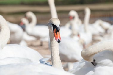 Büyük bir dilsiz kuğu sürüsü göl kenarında toplanıyor. Kuğu rengi.