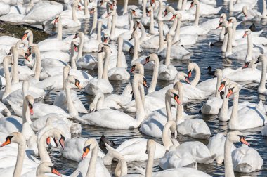 Dilsiz kuğu sürüsü gölde toplanıyor. Gerçekten güzel ve şaşırtıcı bir manzara yaratıyor. Kuğu rengi.