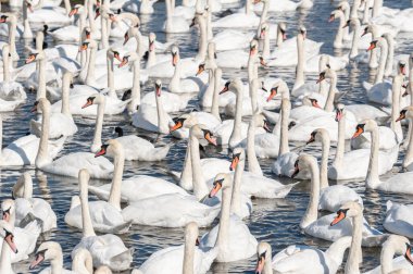 Dilsiz kuğu sürüsü gölde toplanıyor. Gerçekten güzel ve şaşırtıcı bir manzara yaratıyor. Kuğu rengi.