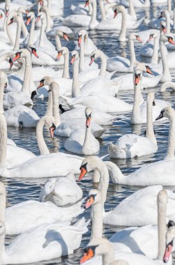 Dilsiz kuğu sürüsü gölde toplanıyor. Gerçekten güzel ve şaşırtıcı bir manzara yaratıyor. Kuğu rengi.