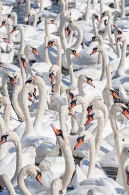 Dilsiz kuğu sürüsü gölde toplanıyor. Gerçekten güzel ve şaşırtıcı bir manzara yaratıyor. Kuğu rengi.