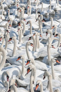 Dilsiz kuğu sürüsü gölde toplanıyor. Gerçekten güzel ve şaşırtıcı bir manzara yaratıyor. Kuğu rengi.