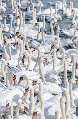 A huge flock of mute swans gather on lake. Creating a truly beautiful and amazing sight. Cygnus olor. clipart