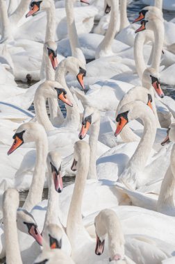 Dilsiz kuğu sürüsü gölde toplanıyor. Gerçekten güzel ve şaşırtıcı bir manzara yaratıyor. Kuğu rengi.