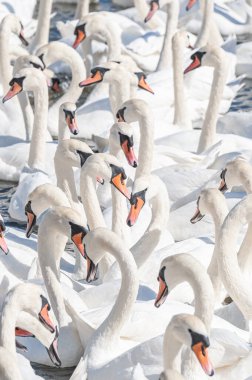 Dilsiz kuğu sürüsü gölde toplanıyor. Gerçekten güzel ve şaşırtıcı bir manzara yaratıyor. Kuğu rengi.