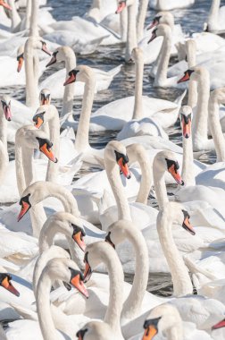 Dilsiz kuğu sürüsü gölde toplanıyor. Gerçekten güzel ve şaşırtıcı bir manzara yaratıyor. Kuğu rengi.