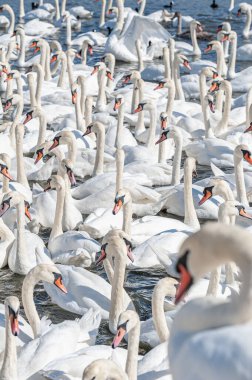 Dilsiz kuğu sürüsü gölde toplanıyor. Gerçekten güzel ve şaşırtıcı bir manzara yaratıyor. Kuğu rengi.