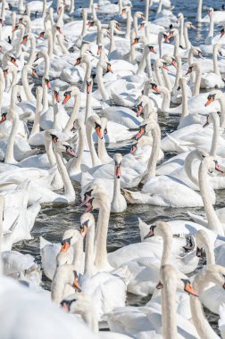 Dilsiz kuğu sürüsü gölde toplanıyor. Gerçekten güzel ve şaşırtıcı bir manzara yaratıyor. Kuğu rengi.