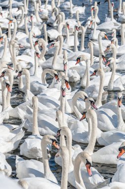 Dilsiz kuğu sürüsü gölde toplanıyor. Gerçekten güzel ve şaşırtıcı bir manzara yaratıyor. Kuğu rengi.