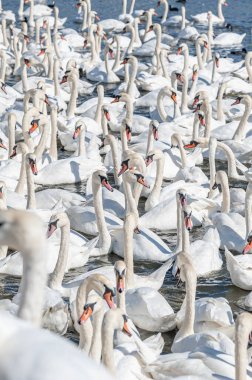 Dilsiz kuğu sürüsü gölde toplanıyor. Gerçekten güzel ve şaşırtıcı bir manzara yaratıyor. Kuğu rengi.