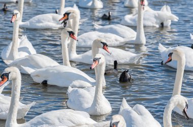 Dilsiz kuğu sürüsü gölde toplanıyor. Gerçekten güzel ve şaşırtıcı bir manzara yaratıyor. Kuğu rengi.