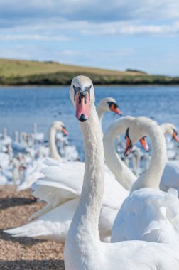 Büyük bir dilsiz kuğu sürüsü göl kenarında toplanıyor. Kuğu rengi.