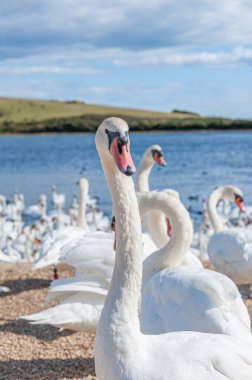Büyük bir dilsiz kuğu sürüsü göl kenarında toplanıyor. Kuğu rengi.