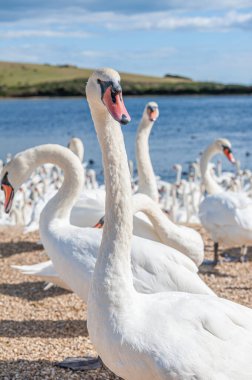 Büyük bir dilsiz kuğu sürüsü göl kenarında toplanıyor. Kuğu rengi.