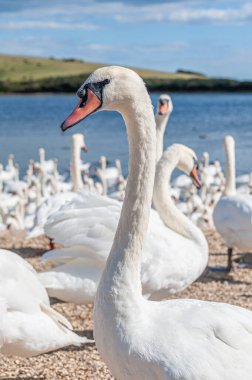 Büyük bir dilsiz kuğu sürüsü göl kenarında toplanıyor. Kuğu rengi.