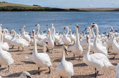 Büyük bir dilsiz kuğu sürüsü göl kenarında toplanıyor. Kuğu rengi.
